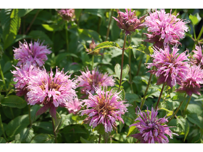 Monarda