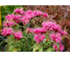 Monarda didyma Cranberry Lace ®