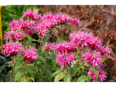 Monarda didyma