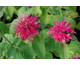 Monarda Fireball ®