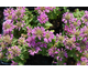 Monarda Petite Delight