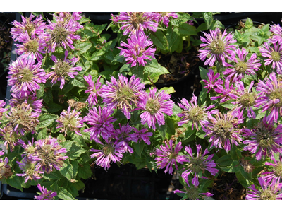 Monarda