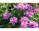 Monarda Petite Wonder
