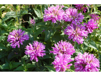 Monarda