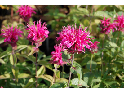 Monarda