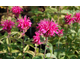 Monarda Pink Lace ®