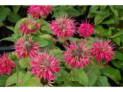 Monarda