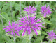 Monarda Prärienacht
