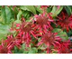 Monarda didyma Squaw