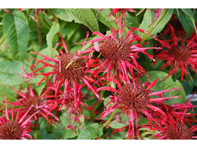 Monarda didyma