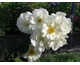 Rosa Moonlight
