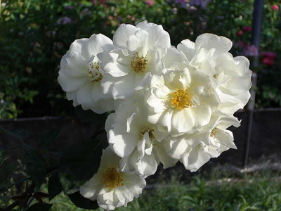 Rosa