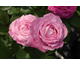 Rosa Mrs John Laing