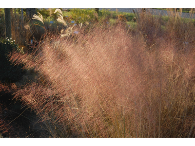 Muhlenbergia capillaris