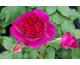 Rosa Munstead Wood