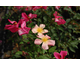 Rosa Mutabilis