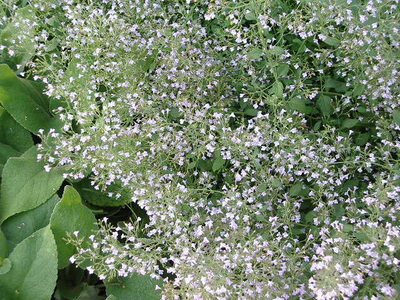 Nepeta cataria