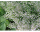 Nepeta cataria None