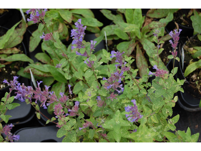 Nepeta faassenii