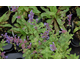 Nepeta faassenii Blue Wonder