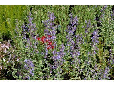 Nepeta faassenii