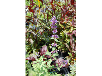 Nepeta grandiflora