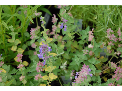 Nepeta racemosa (N. mussinii)