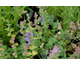 Nepeta racemosa (N. mussinii) 