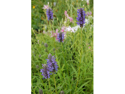 Nepeta nervosa