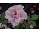 Rosa Odyssey