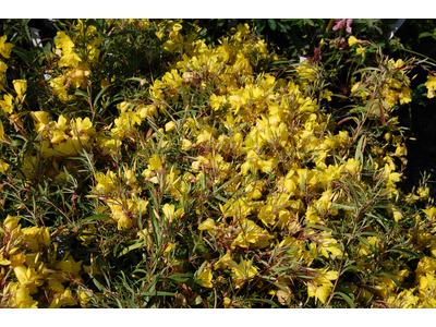 Oenothera