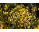 Oenothera African Sun ®