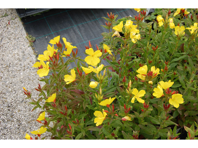 Oenothera pilosella