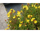 Oenothera pilosella Yella Fella