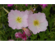 Oenothera speciosa (Pink Petticoats)