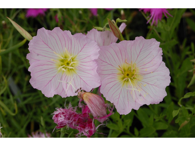 Oenothera speciosa