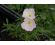 Oenothera speciosa