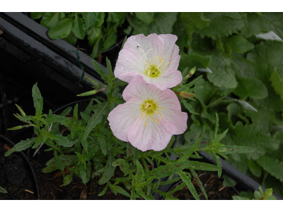 Oenothera speciosa