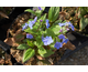Omphalodes cappadocica Cherry Ingram