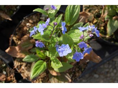 Omphalodes cappadocica