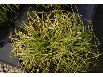 Ophiopogon chingii