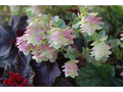 Origanum rotundifolium