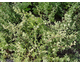 Origanum majorana - Maggiorana