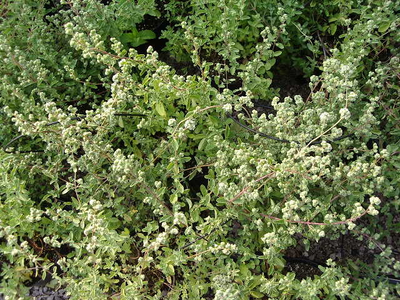 Origanum majorana - Maggiorana