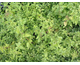 Origanum vulgare ssp. hirtum  