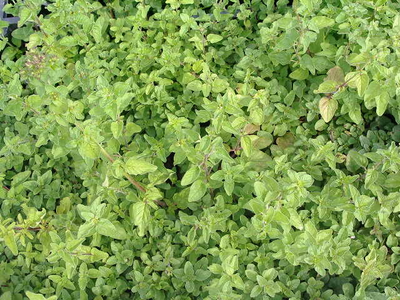 Origanum vulgare ssp. hirtum 