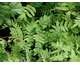 Osmunda regalis Purpurascens