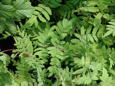 Osmunda regalis