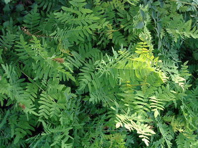 Osmunda regalis