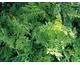 Osmunda regalis None